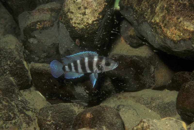 Neolamprologus sexfasciatus (Blue)